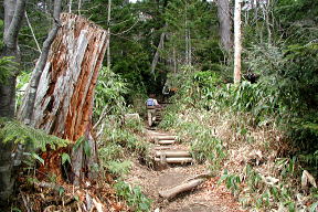 登山道