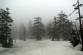 旭岳温泉クロカンコースの幻想的な森