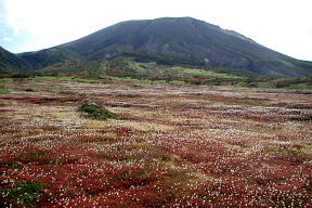 チングルマ紅葉と旭岳