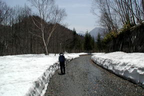 除雪された林道