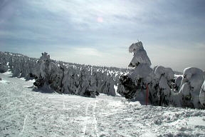 リフト終点付近の樹氷群