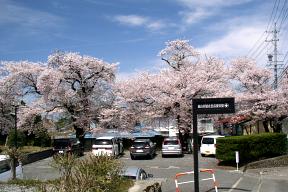 資料館の桜