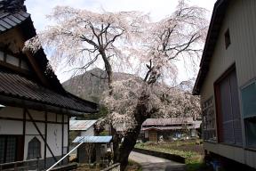 明徳寺の桜