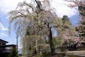 皇太神社の桜