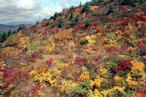栗駒山北面の紅葉