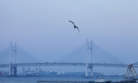 IMG_7888z.JPG