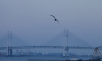 IMG_7888z.JPG