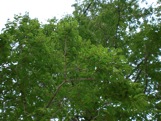 CIMG0318