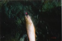 �u�ˑO�C���i