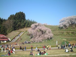 takisakura