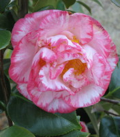 Margaret Davis