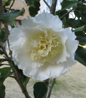 Elegans Champagne