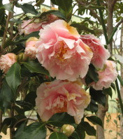 Elegans Splendor