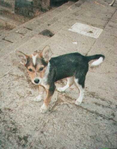 なんてかわいい子犬でしょう!