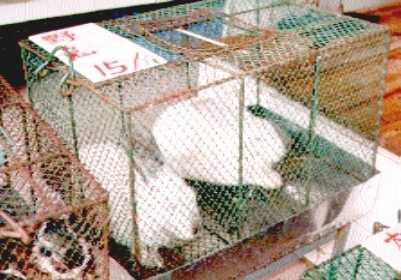 これはマシな方。市場のは檻に30匹ぐらい積め込まれてるの。。。゛(ノ><)ノ ヒィ