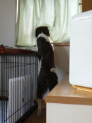 裏の塀は猫道だもんね!