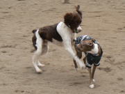 疲れ知らずなパワフル犬!