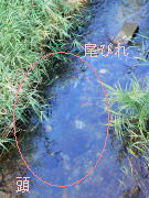 命がけの産卵!