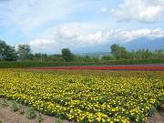 富良野の花畑