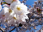 あぁ〜春だねぇ〜