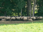 WȂHI