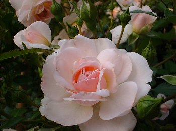 要問合せ♥️美しい薔薇空間♥️チェストミニテーブル薔薇ペイント