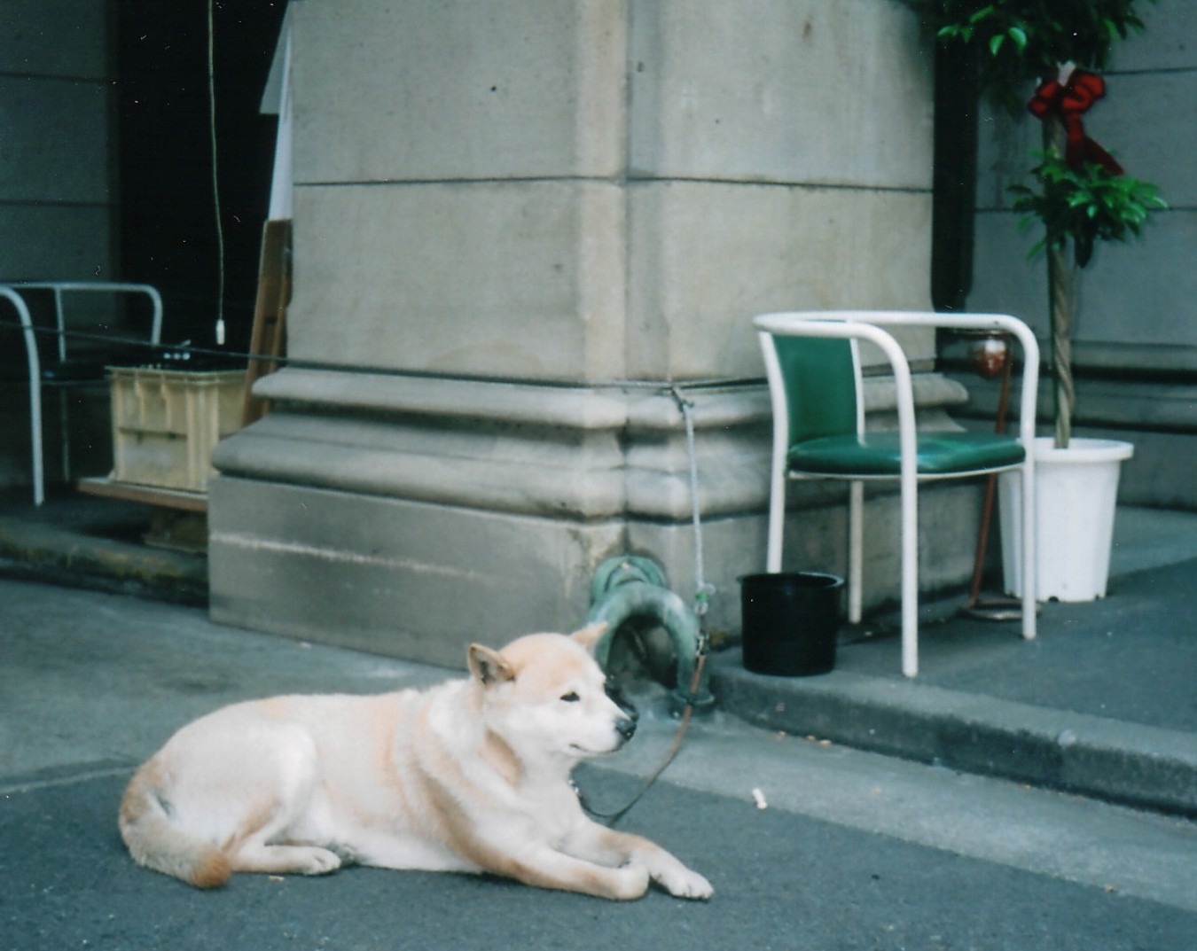 癒し犬ネネ