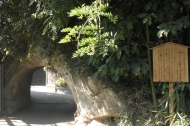 緑の洞門