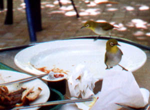 Photo Green Island_2