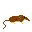 アズミトガリネズミ