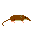 ヒメトガリネズミ