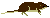 カワネズミ