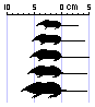 The size comparison of the shrew