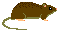 ドブネズミ