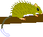 Ryukyu Long-tailed Giant Rat