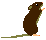 クマネズミ