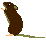 クマネズミ