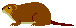マスクラット