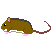 セスジネズミ
