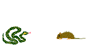 トゲネズミとハブ
