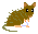 Ryukyu Spiny Rat