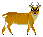 Reeve's Muntjac, male