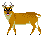 Reeve's Muntjac, male