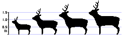 size of deer