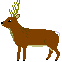 Shika deer, winter