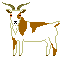 Domestic Goat