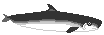 Dwarf sperm whale 