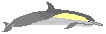 Long beaked common dolphin