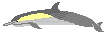 Long beaked common dolphin