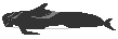Long finned pilot whale